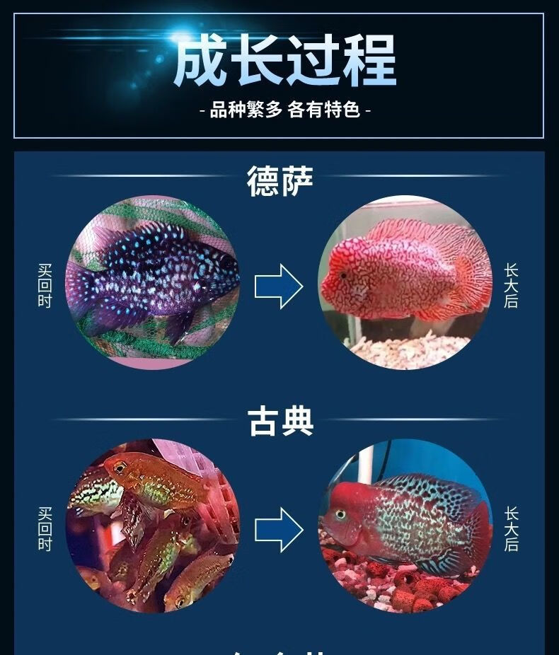 cmcm纯进口罗汉鱼亚成起头爆头鱼苗鸿运火凤马骝泰金罗汉鱼热带火麒麟