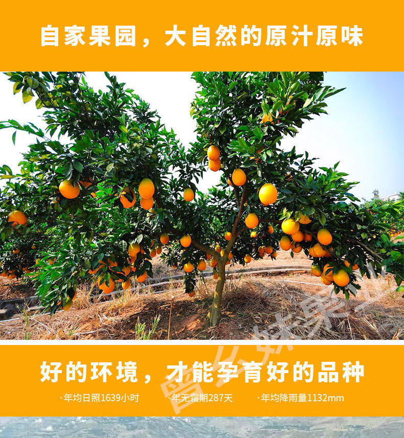国产原产地:重庆包装形式:礼盒装特产品类:奉节脐橙单果重量:350以上