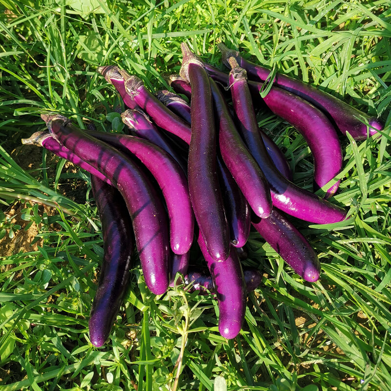 新鲜茄子线茄子细长小茄子福建农家现摘茄瓜绿色天然蔬菜15斤500g