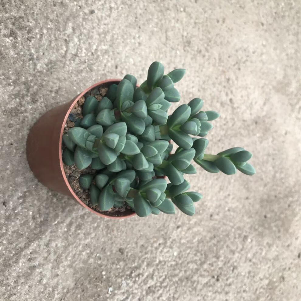 芊阙仙人球金元宝芦荟多肉稀有品种吉祥之物吸甲醛绿植盆栽大金元宝