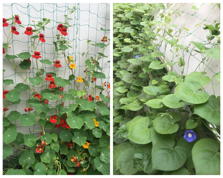 爬藤网花卉绿萝藤蔓植物攀爬网搭架网百香果蔬菜爬藤架园艺种植网加强