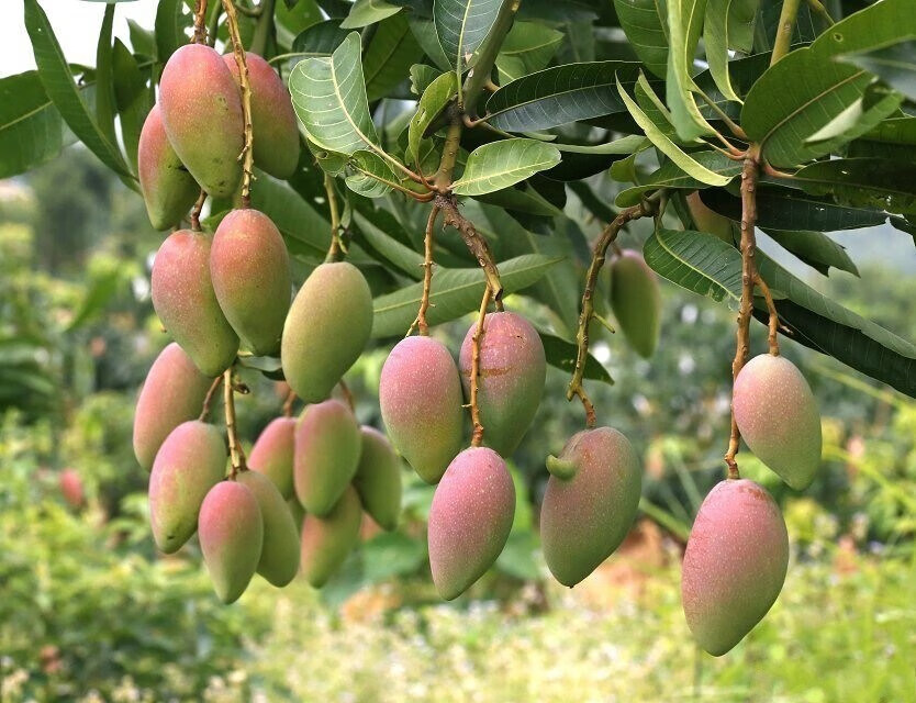 嫁接四川攀枝花凯特芒果苗巨无霸大果树苗盆栽凯特甜芒果产量高苹果芒