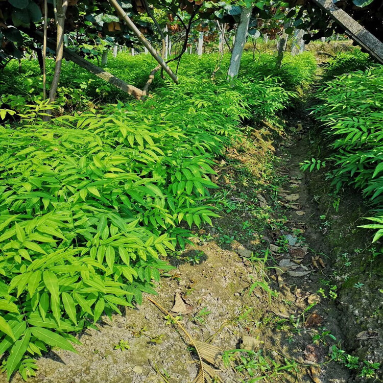 无患子树苗木患子小苗鬼见愁珍贵中药名树绿化庭院无患子苗90100厘米