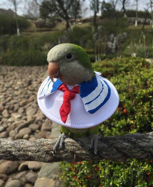 鹦鹉伊丽莎白圈 鹦鹉伊丽莎白圈防鸟咬伤口保护圈咬毛圈围脖圈脖套 格