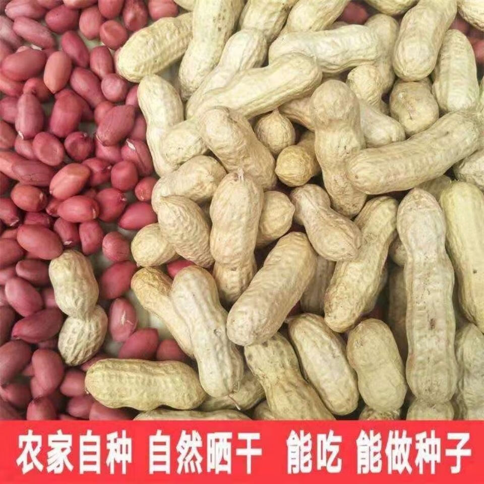 花生种子农科院新品种原种红皮花生带壳晒干高产薄皮早熟农家自种量大