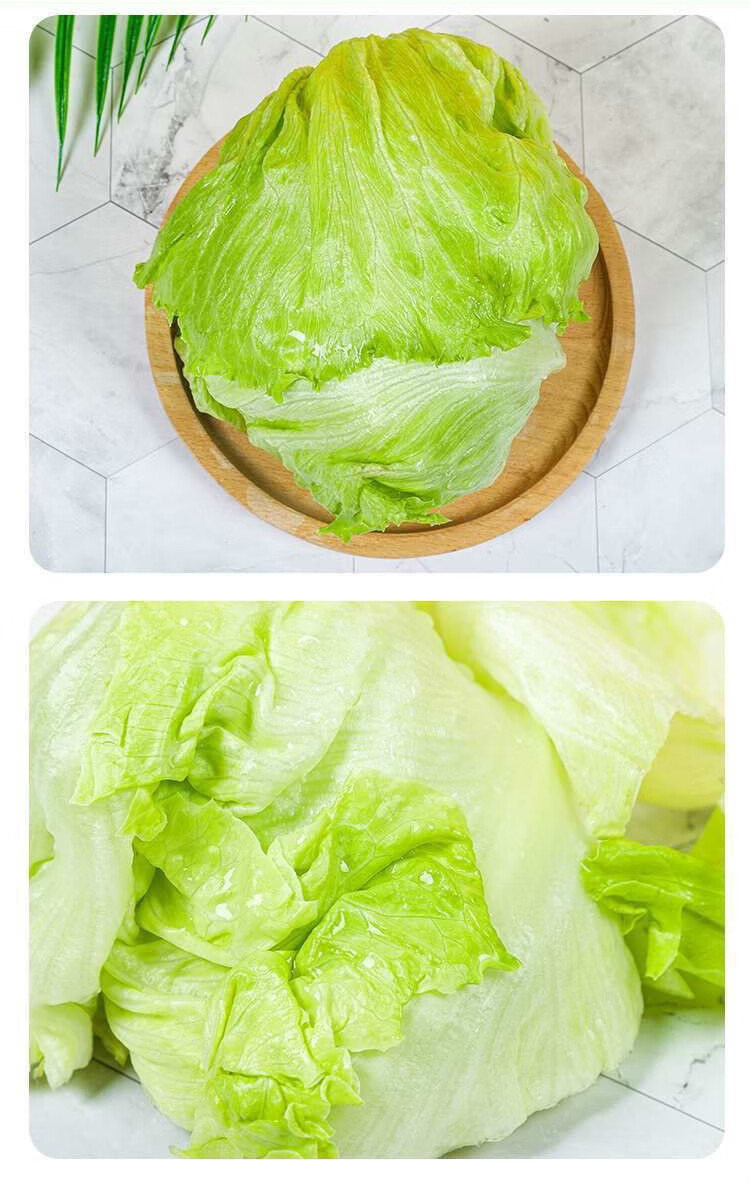 球生菜新鲜蔬菜生吃圆生菜西生菜汉堡用沙拉菜西生菜球5斤