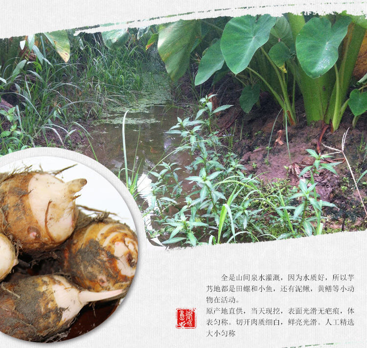 红芽芋正宗香芋红头红梗芋头毛芋头小香芋艿芋小芋头红嘴芋超值大果带