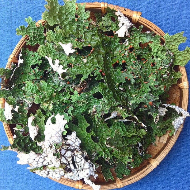 特产500g云南树皮菜野菜云南特产干货树花菜青蛙皮树蝴蝶