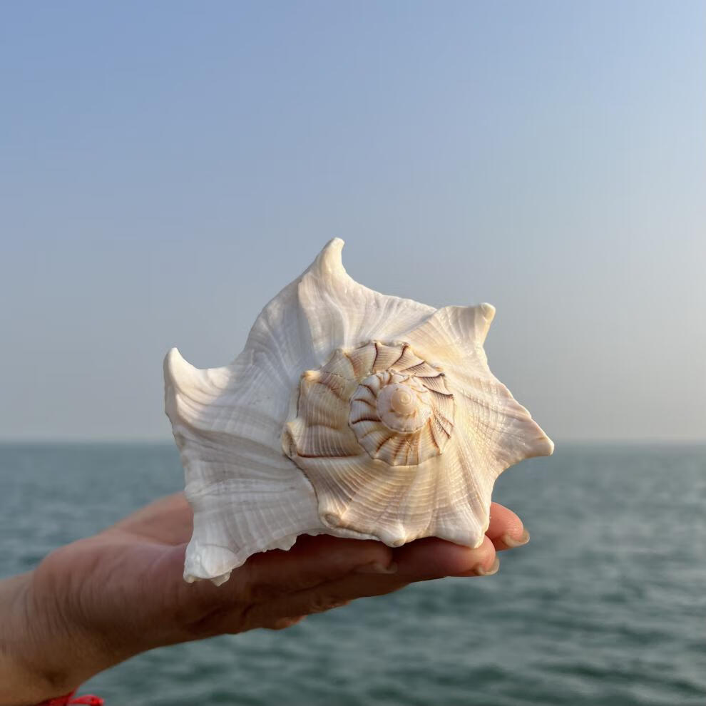 海螺贝壳工艺品 大海螺可听大海的声音黄金螺贝壳能吹响海螺号居家