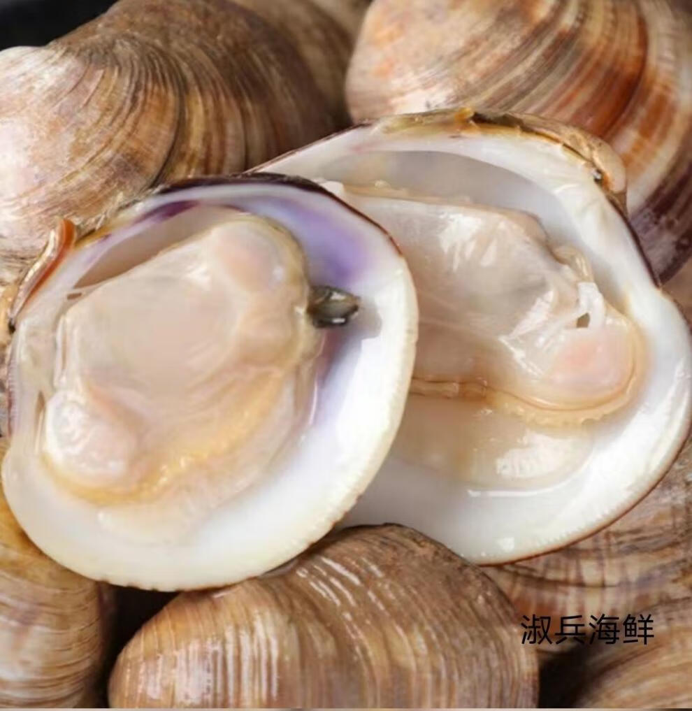 鲜活大蛤蜊铁蛤文蛤美贝四不像大个无沙花甲贝类海鲜 昌盛隆 5斤经济