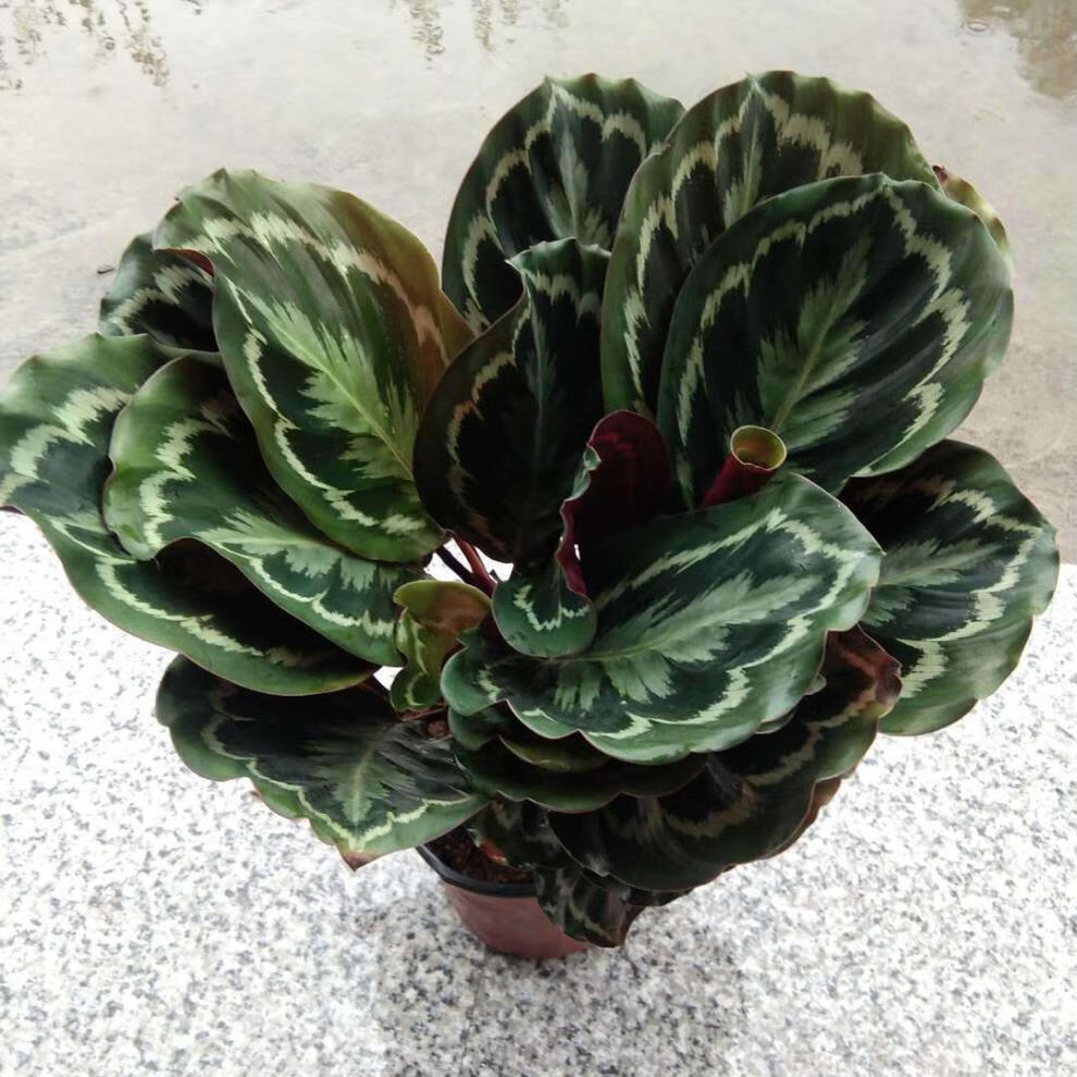 青苹果竹芋彩虹孔雀室内植物北欧客厅绿植吸甲醛净化空气观叶植物青