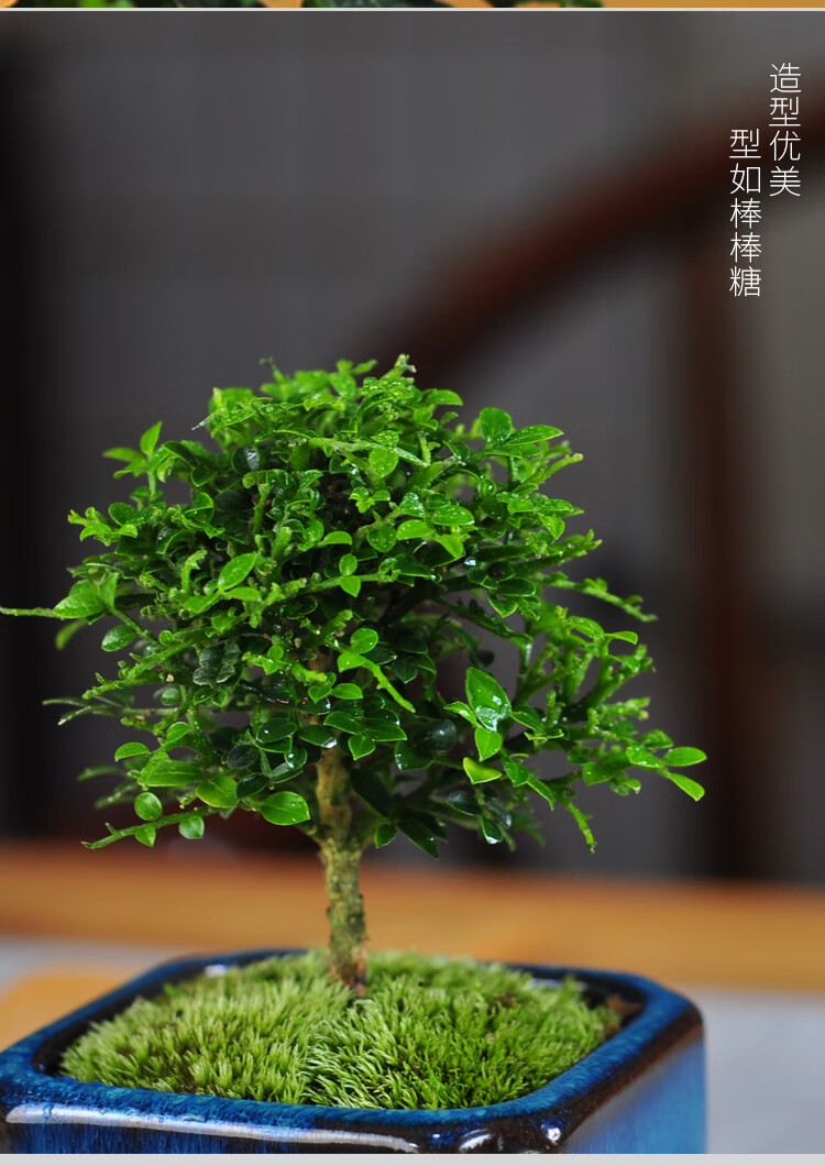 达摩小叶九里香苔藓花卉盆栽微型盆景迷你四季常青办公室桌面 蓝釉l款
