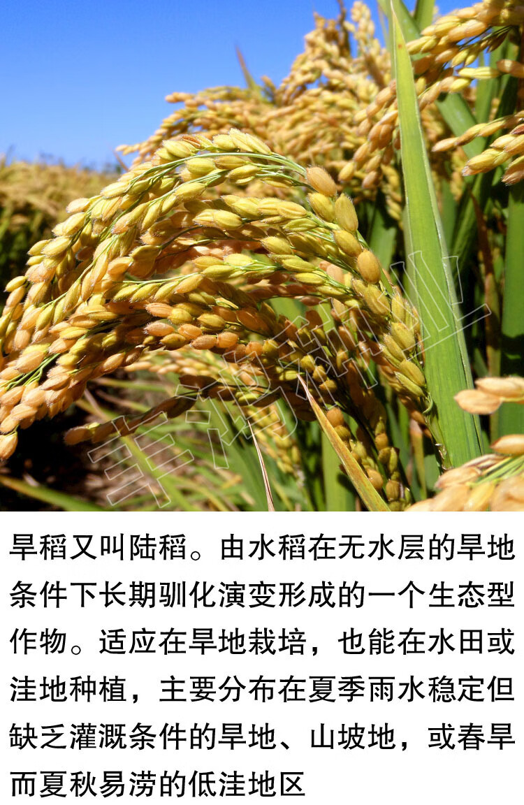 直播旱稻种子 临旱1号黄华占水稻种籽香米谷圆粒长粒珍珠米种孑 旱稻