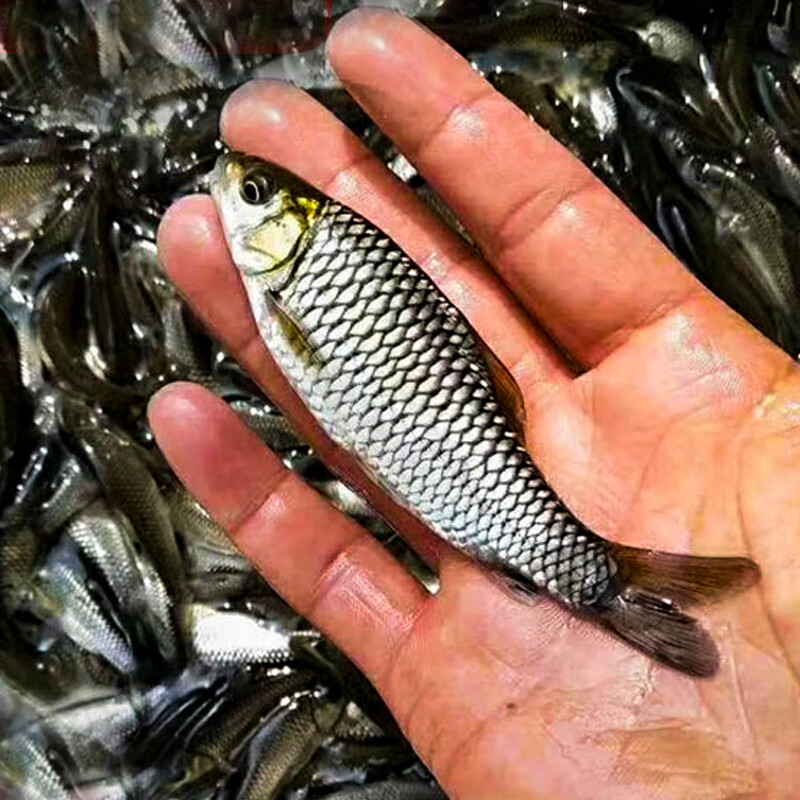 清波鱼苗淡水养殖四川稀有本地活物清板优中华倒刺鲃四大家鱼乌鳞批发