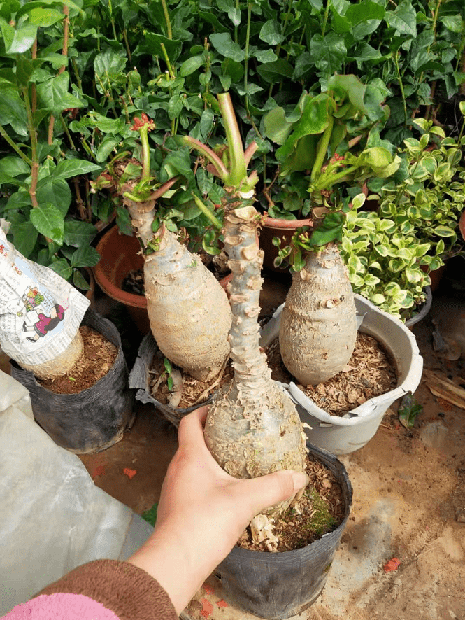 佛肚海棠 大肚海棠植物,佛肚海棠花盆栽四季开花好养植物7-10公分肚子