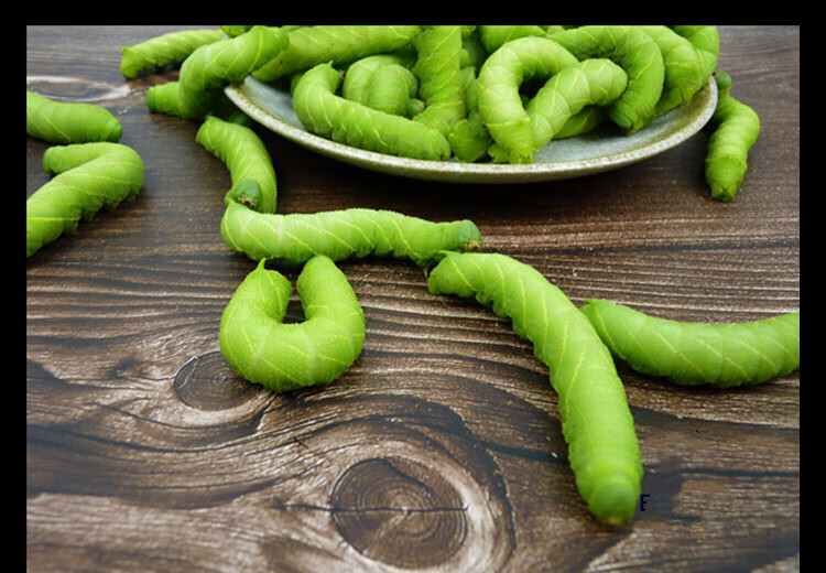活体豆青虫猪儿虫芝麻虫豆丹绿色大青虫钓鱼宠物食物食用高蛋白 30条