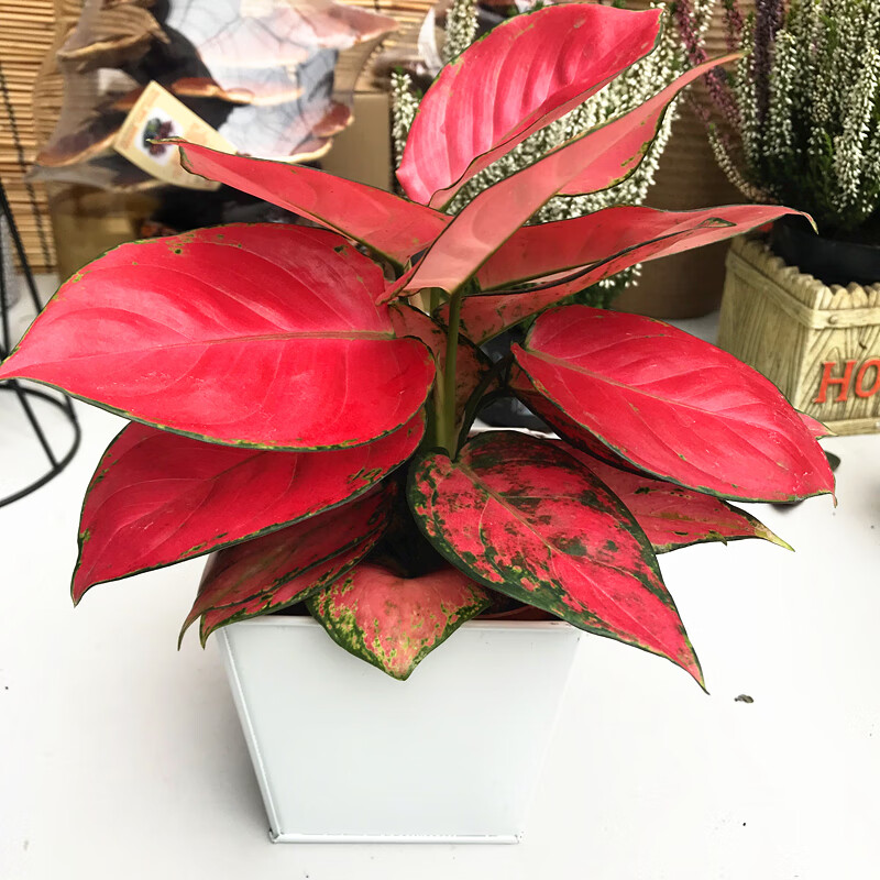 吉利红盆栽绿植万年红如意皇后室内观赏植物水培土培吉利红如意万年红