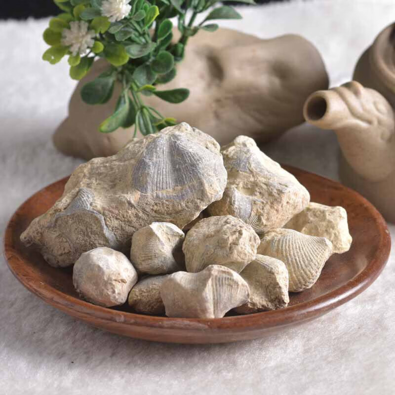 石燕500克燕石子石燕子水飞石大石燕水飞石燕石燕