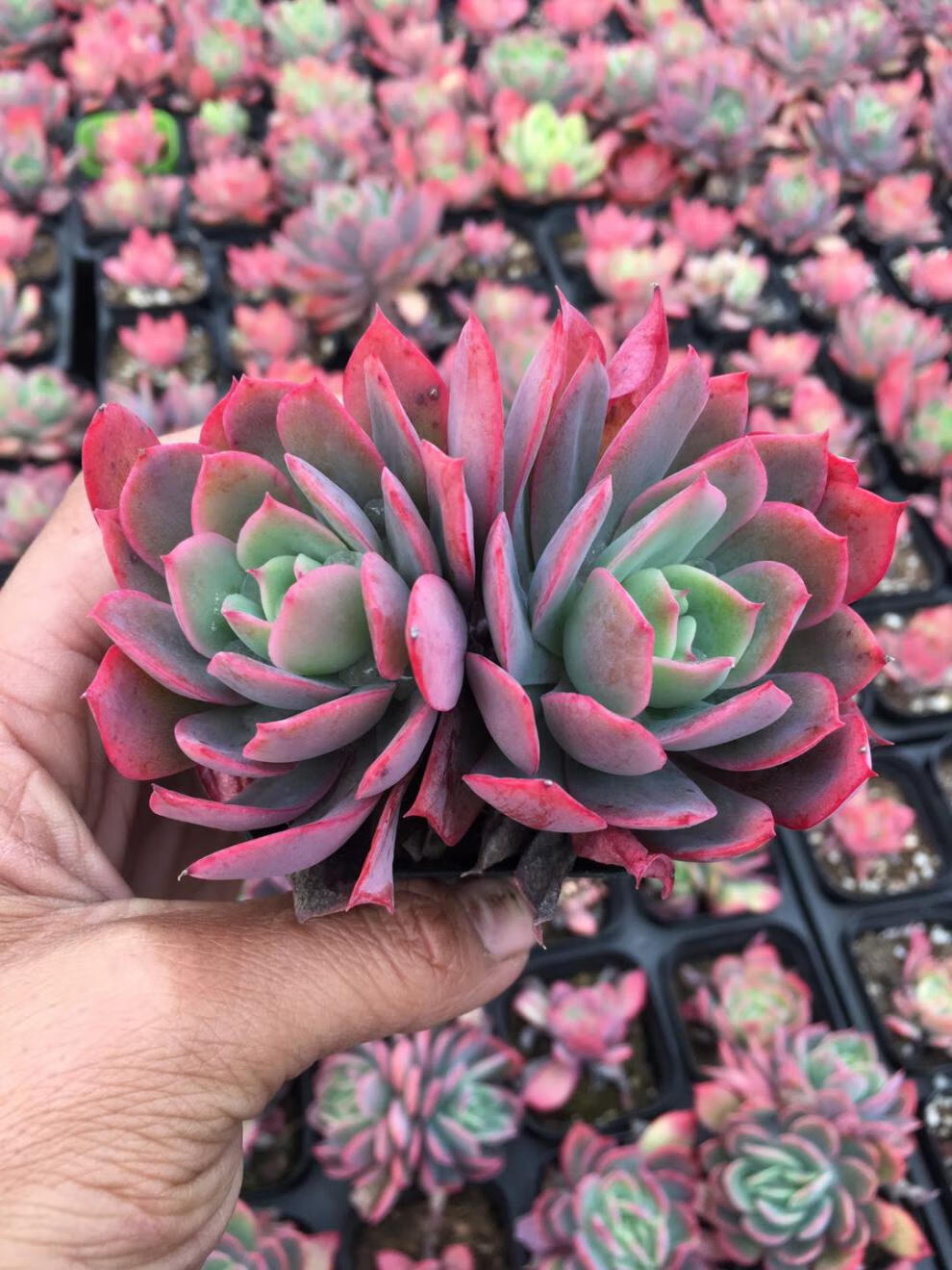 绮罗 多肉植物多肉植物肉肉植物状态好 绮罗5-6公分左右单头 裸根不