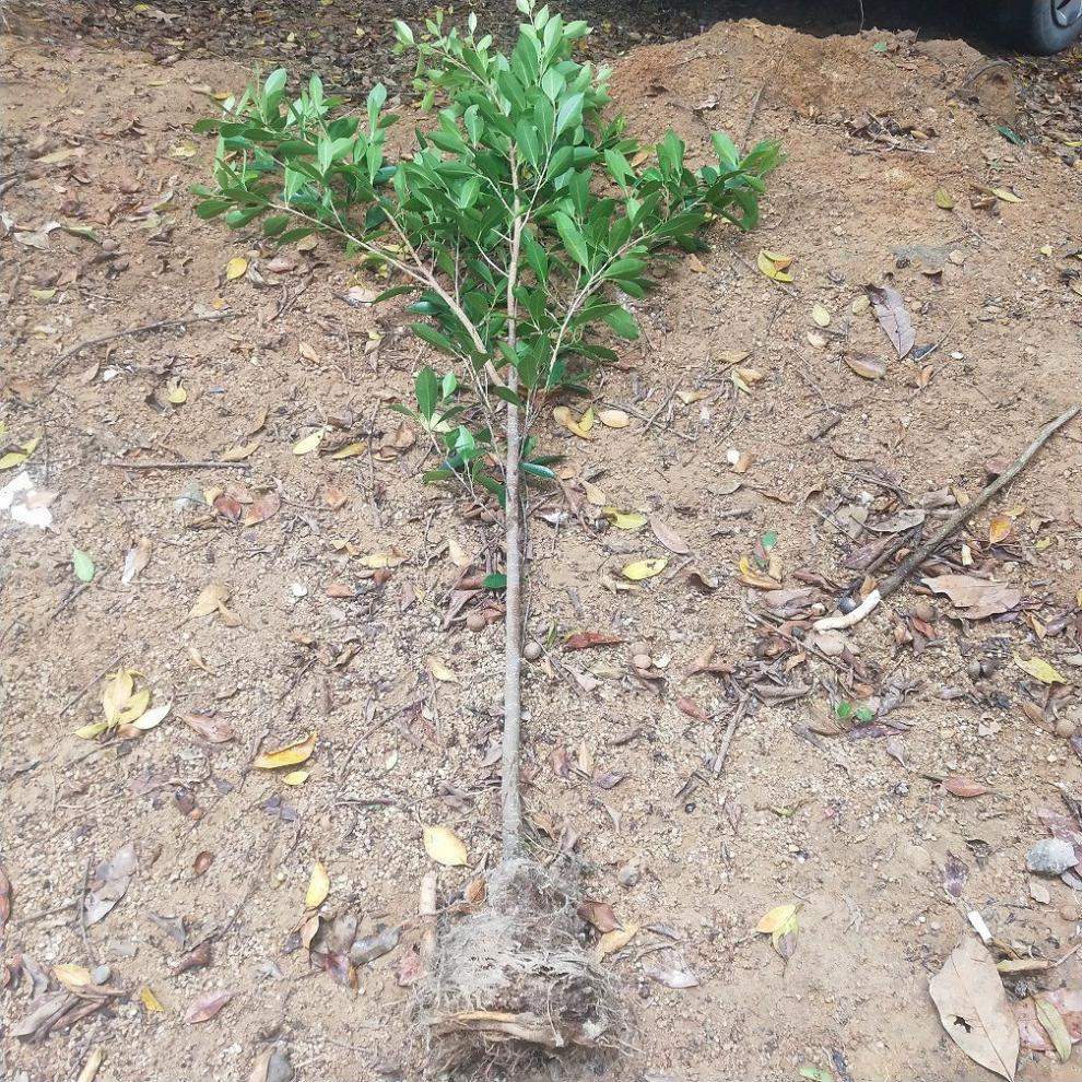 榕树小叶榕榕树苗独木成林四季常青风景树室内外苗木庭院园林绿化初石