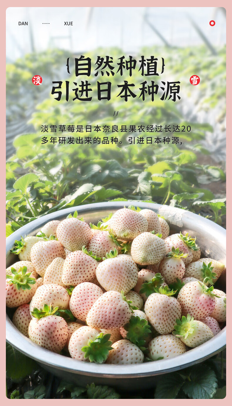 淡雪草莓白色草莓新鲜孕妇水果礼盒装日本品种白雪公主白草莓 1100g