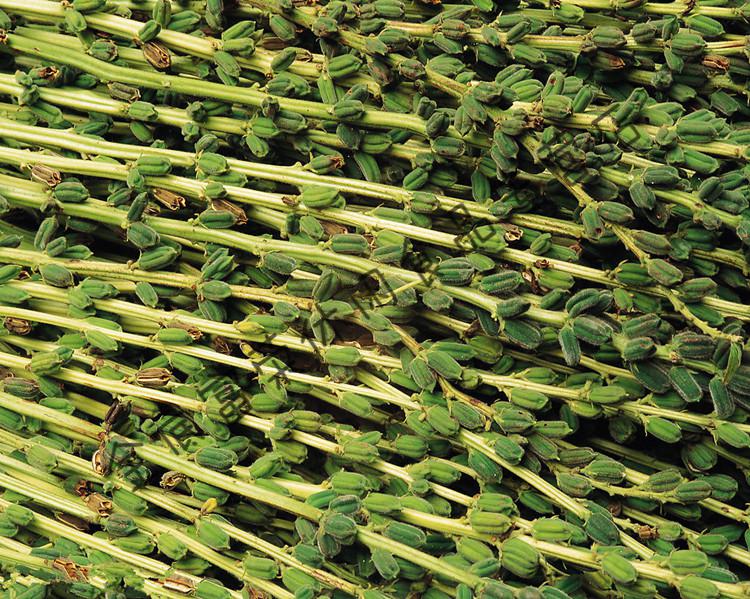 生红芝麻 农家红芝麻五谷杂粮 种子 500g【图片 价格 品牌 报价】