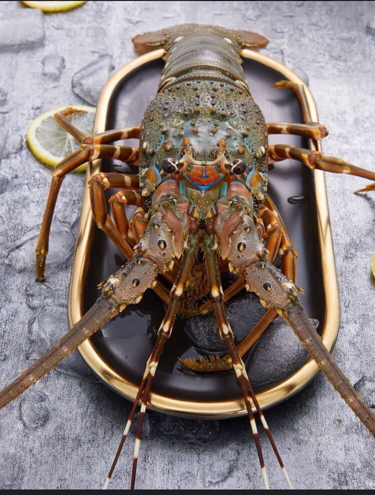 小青龙虾鲜活冷冻冰鲜青龙虾冷冻大龙虾新鲜小青龙海鲜500g2只2斤34只