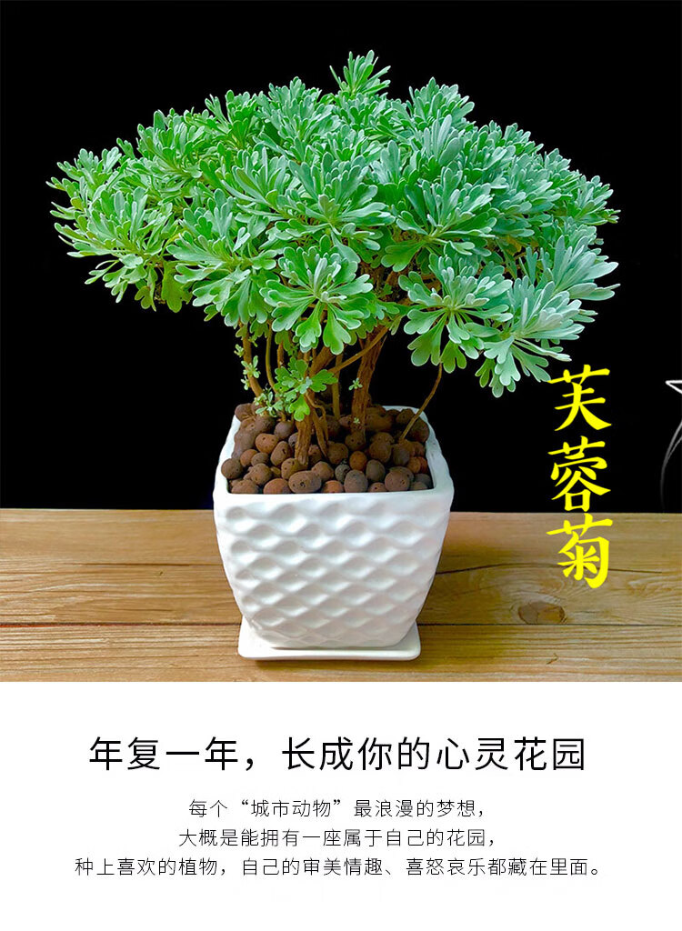 芙蓉菊绿植物观叶盆栽室内美观绿植园艺花卉盆栽四季
