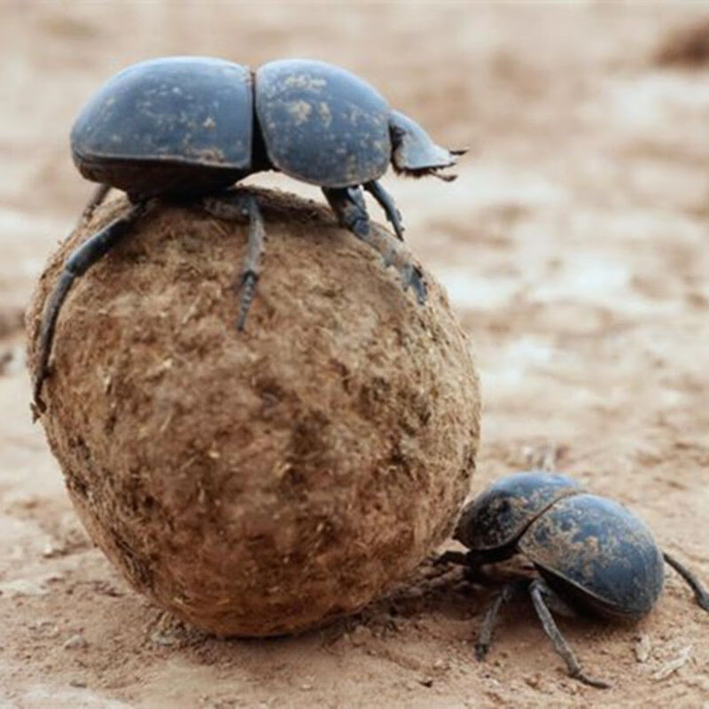 问善【精选】中药材大将军 屎壳郎 蜣螂虫 推粪虫清水 100克【图片