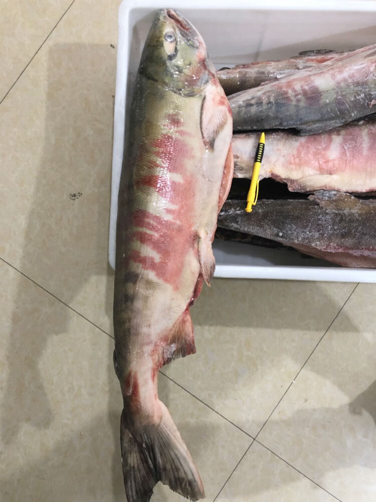 大马哈鱼2021年冷冻新鲜洄游整条冰冻黑龙江佳木斯抚远县东北特产55斤