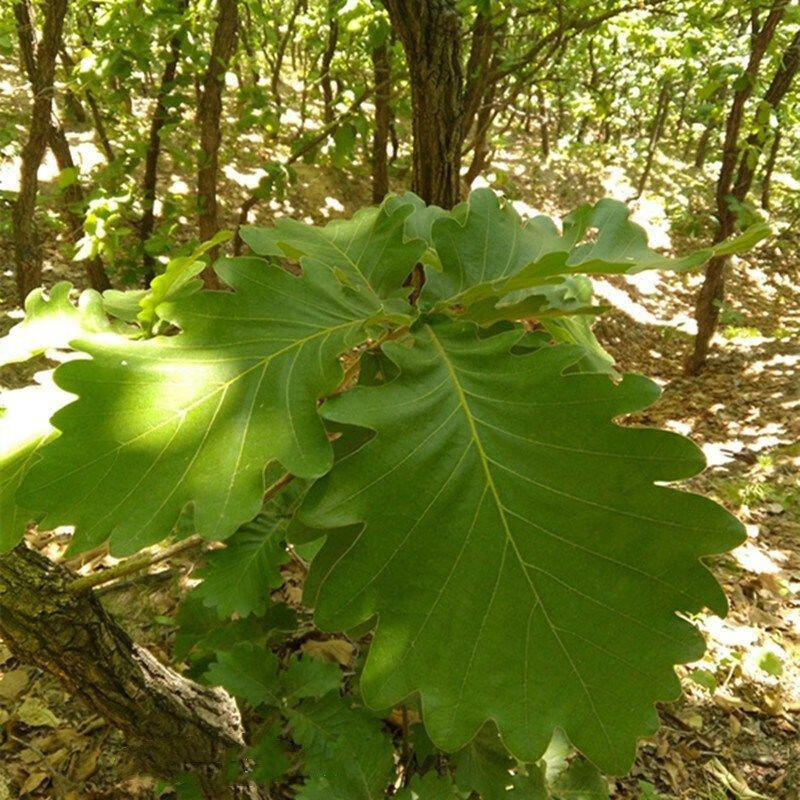 新鲜采摘大槲叶 100片 粽子叶 胡叶 端午节用大号