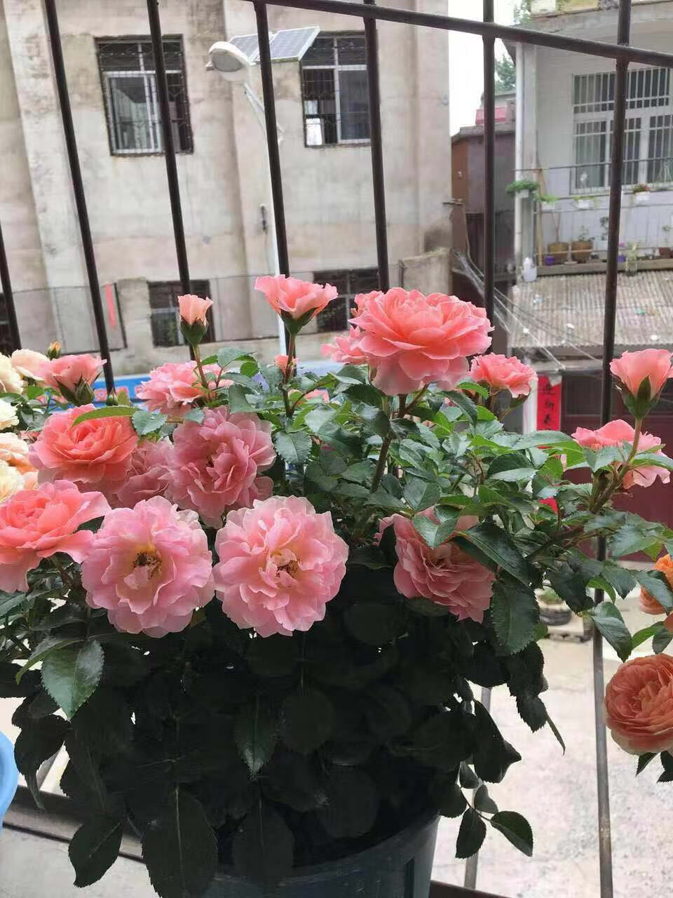 芳香王阳台欧月芳香王月季苗阳台系列大花微月浓香盆栽z5芳香王大苗不