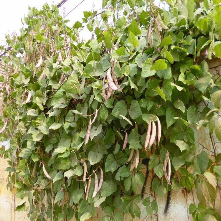 阳台盆栽蔬菜四季茶豆红边扁豆种子眉豆种子地栽四季播峨眉豆种子红边