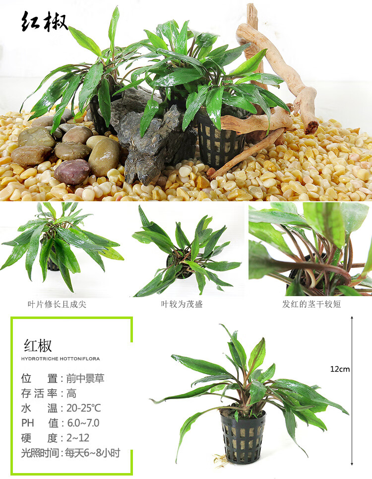 椒草活体真水草椒榕绿温蒂椒红椒青椒咖啡椒鱼缸装饰造景可绑沉木中景