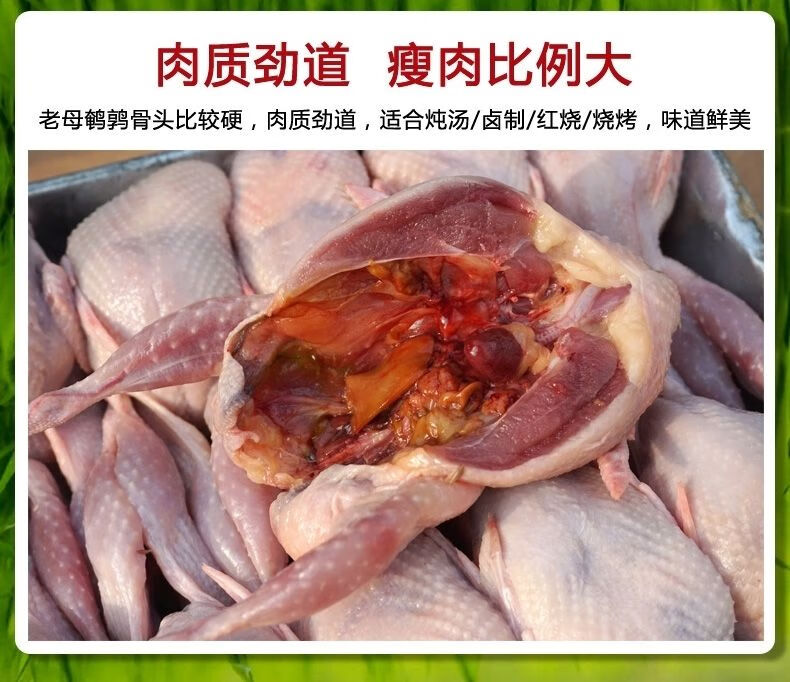 鵪鶉肉現殺特大新鮮放血去內臟冷凍大母鵪鶉活體烤乳鴿子熟食騰旺納躍