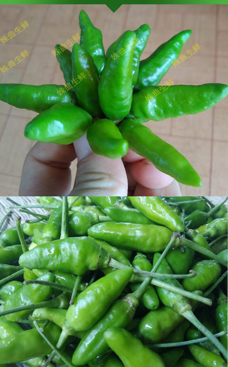 广西指天椒超辣辣椒新鲜小米椒朝天椒尖椒野山椒现摘2500g