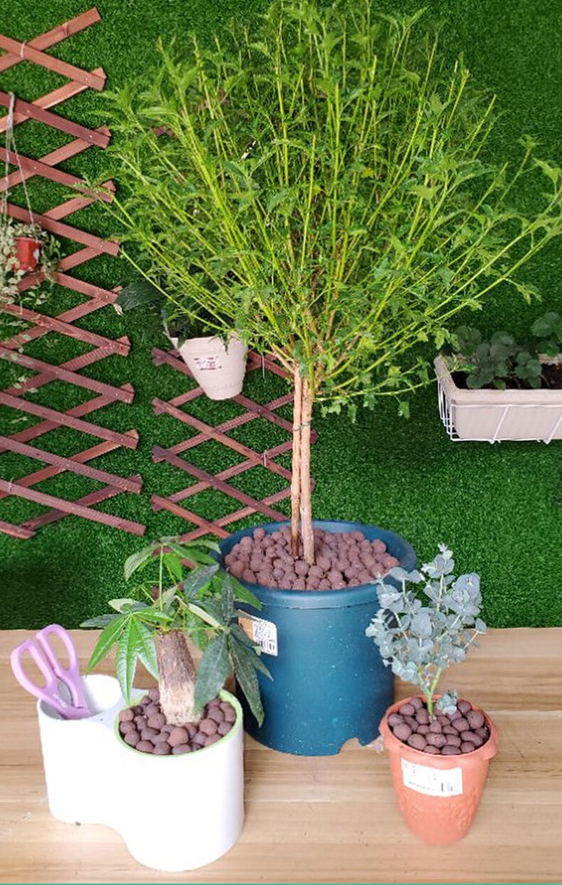 陶粒花盆垫底铺面防烂根疏水透气花卉陶粒水培卫生间回填陶粒 中号