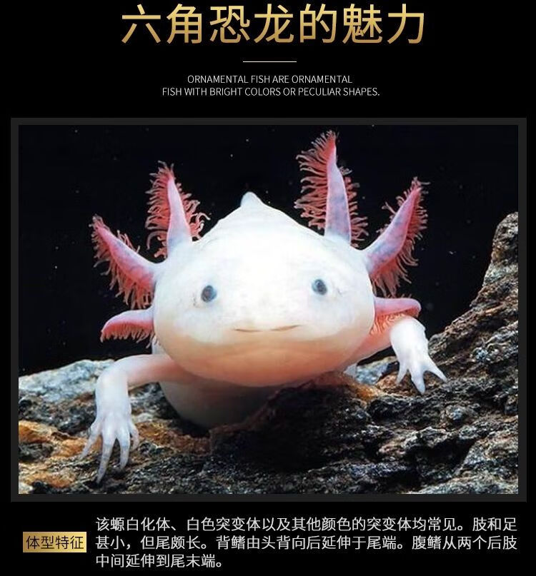 vakada鱼小火龙鱼蝾螈鱼缸底部清洁水族活体鱼冷水淡水观赏鱼黄金龙8