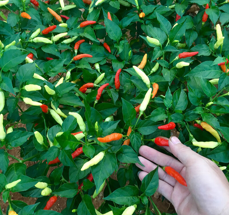 小米椒辣椒江西赣州农家小米椒辣椒干红赣南土特产朝天椒500g年货