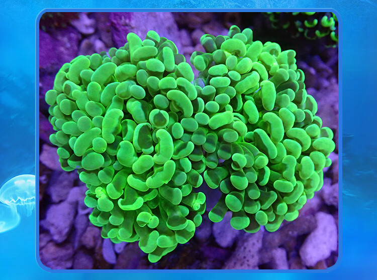 荣郁 榔头珊瑚 荧光绿双色紫榔头金色猪腰海水活体珊瑚 玫瑰金榔头19