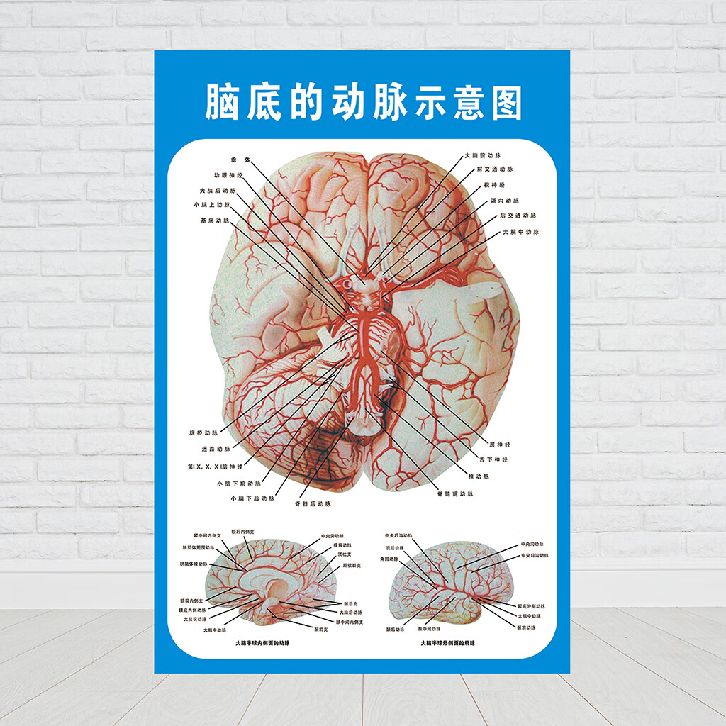 大脑解剖图脑示意图医院布置海报医学宣传人体器官解剖挂图贴 人体