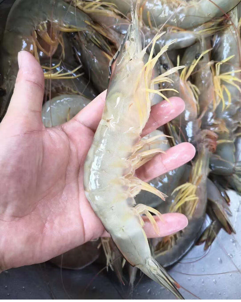 明虾 大明虾海鲜海虾滑皮虾白虾水产鲜活虾大虾对虾现捕400g/盒 鲜源