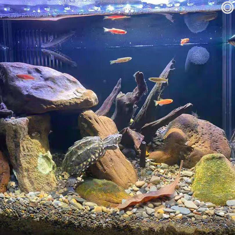 原生缸底砂造景石天然溪流沙底沙河沙原生鱼缸溪流缸沙虾虎鱼沙子 溪