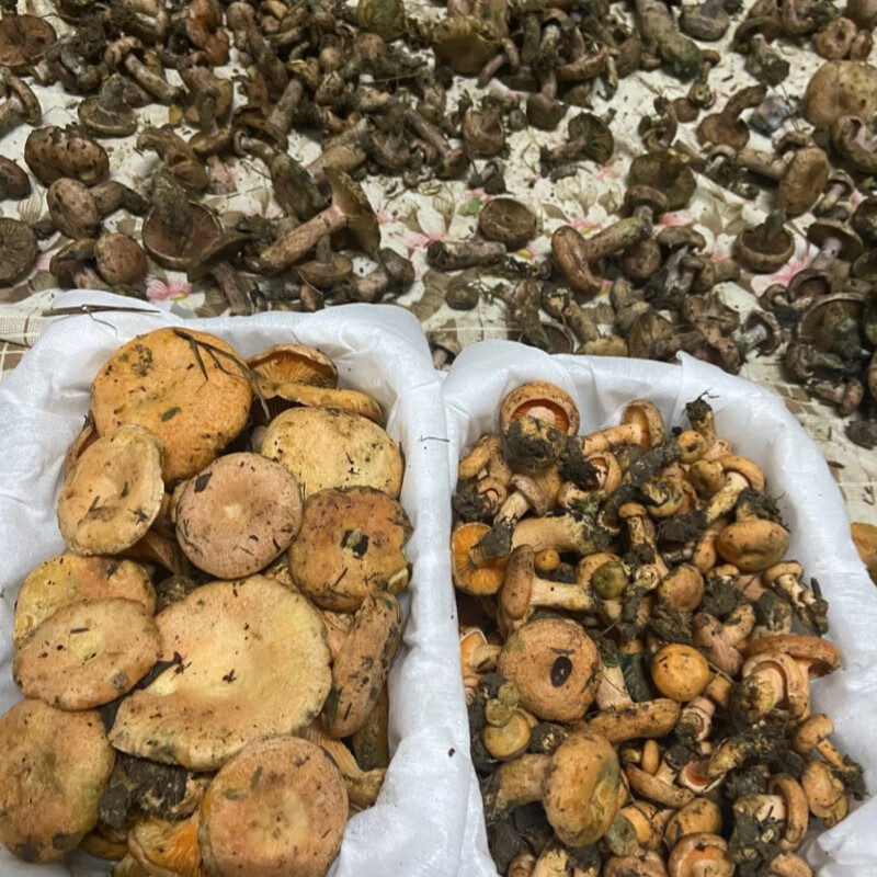 媚调【顺丰空运】新鲜野生黄枞菌松树菌松乳菇松菌重阳菌雁鹅菌铜绿菇