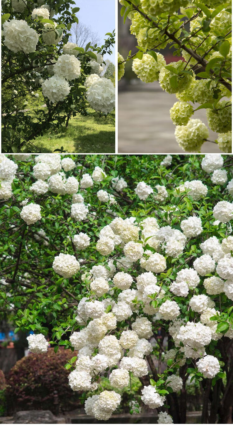 中华木本绣球花树苗八仙花小苗木琼花室外庭院种植盆栽植物苗花卉木司