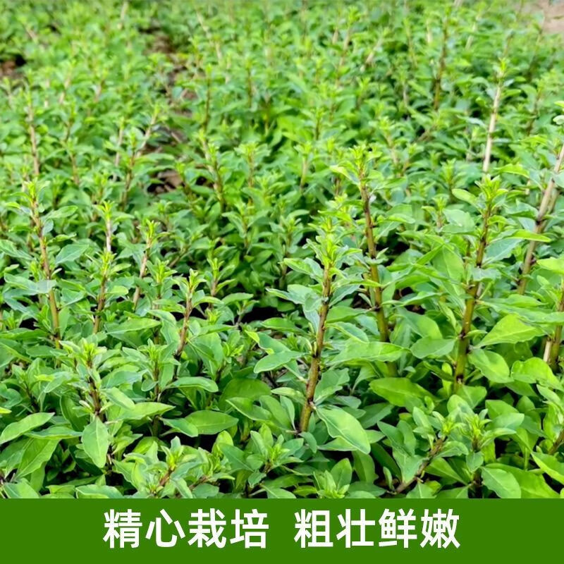 枸杞芽15斤装新鲜红枸杞头枸杞菜嫩芽摘应季蔬菜枸杞叶枸杞芽枸杞芽