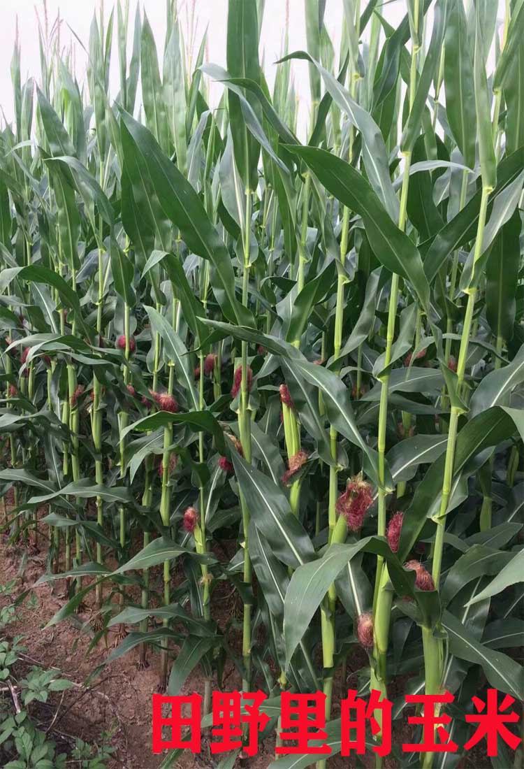 园艺水果玉米苗秧新鲜糯玉米苗阳台盆栽玉米秧苗春秋四季种植蔬菜幼苗