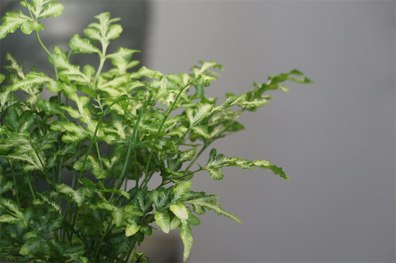 恒日晟苔藓球心愿蕨绿云蕨凤尾蕨办公室桌面盆栽好养微景观盆栽蕨类