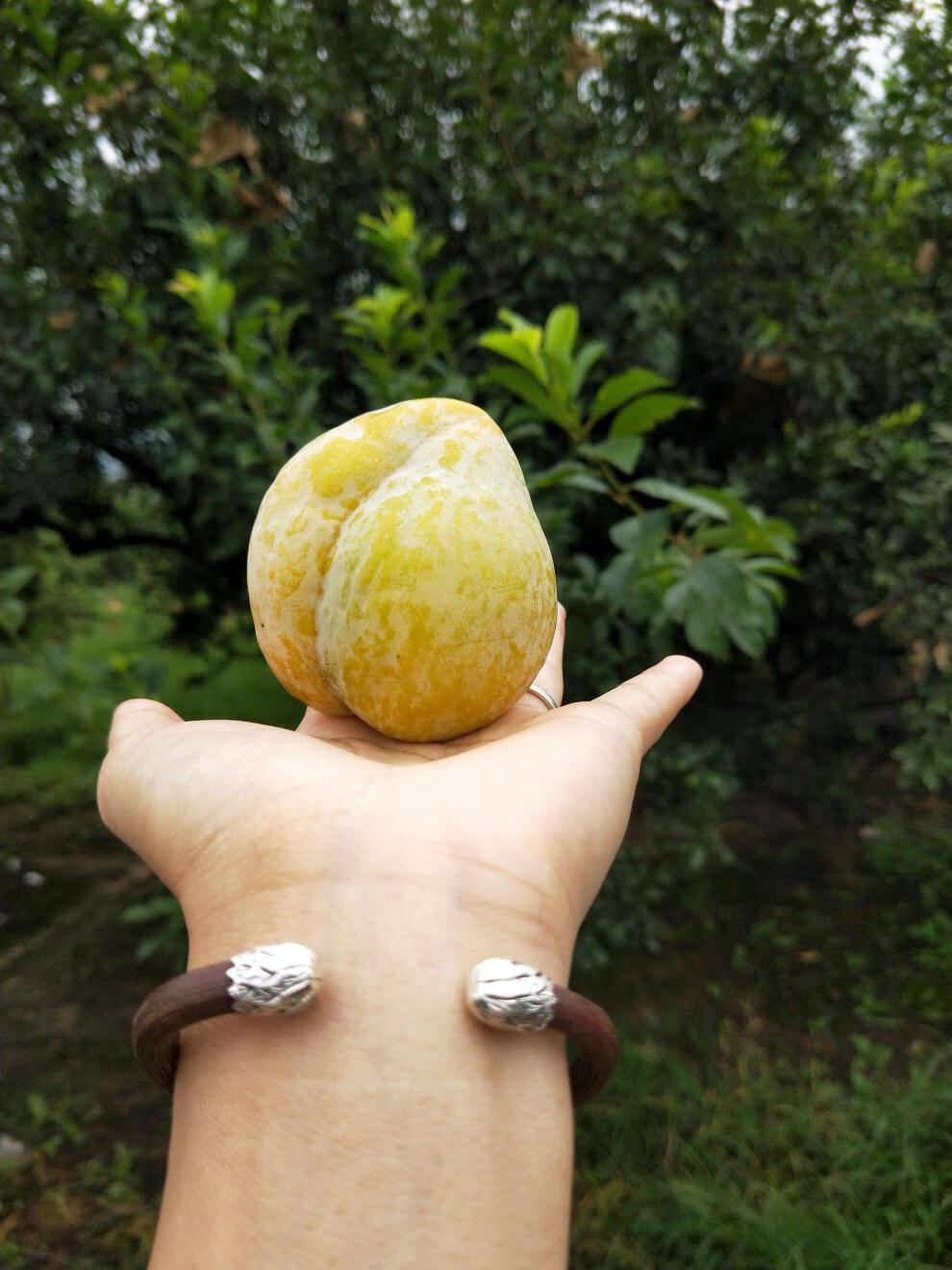 zxc乐昌九峰山黄金奈李5斤韶关特产恐龙蛋黄金李子广东新鲜应季水果5