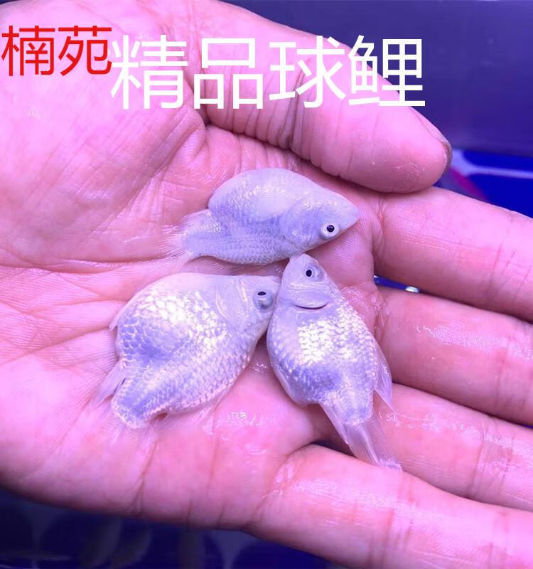 鱼短身贵妃球体长尾锦鲤鱼活体宠物好养短身蝴蝶鲤78cm1条送饲料白色